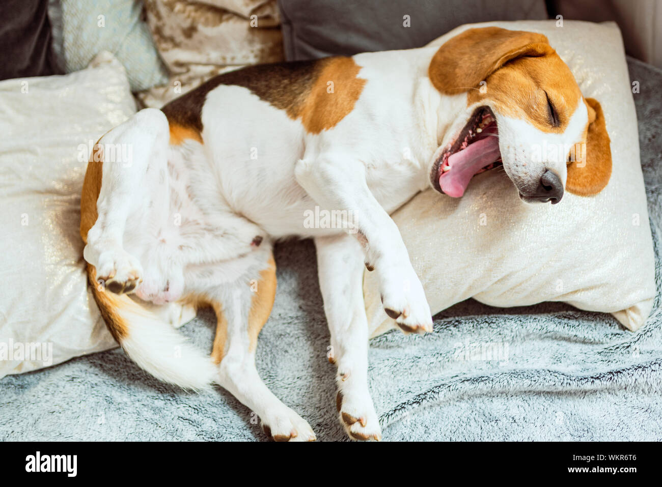 Imbardata cane beagle sul divano Foto Stock