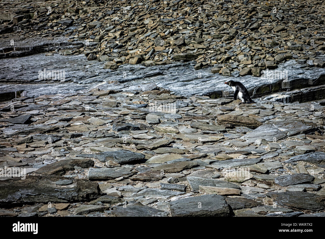Solitario piccolo pinguino saltaroccia, Eudyptes chrysocome, attraversando una distesa di terreno roccioso, Sea Lion Island, nelle Isole Falkland Foto Stock