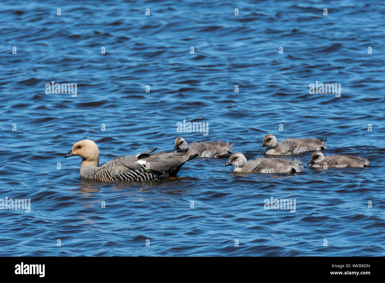 Femmina oca montane con goslings, Chloephaga leucoptera pict, nuoto su lunga vasca, Sea Lion Island, nelle Isole Falkland, Sud Atlantico Foto Stock