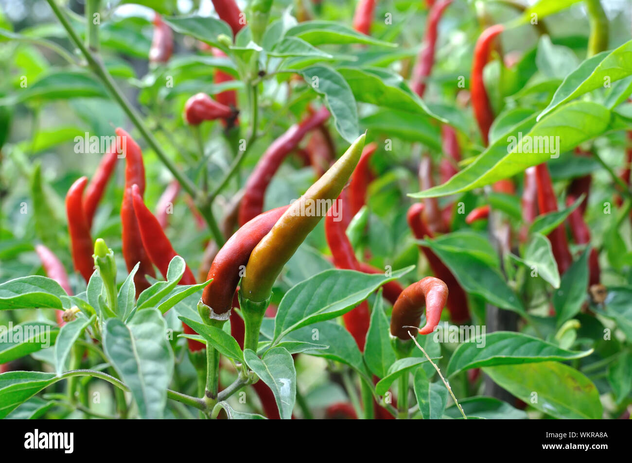 Close-up di crescere il peperoncino nel giardino vegetale Foto Stock