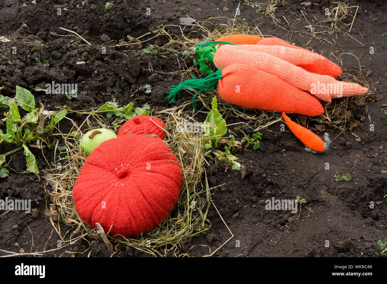 Ortaggi a maglia sul terreno, parte di un display in un paese di lingua inglese garden, aperto sotto il Giardino Nazionale sceme Foto Stock