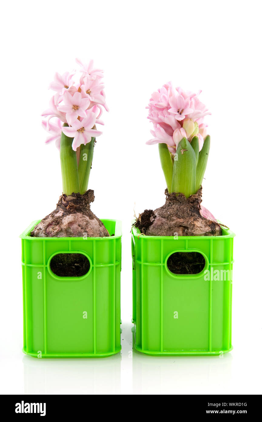 Due giacinti rosa con bulbi da fiore in casse di verde Foto Stock