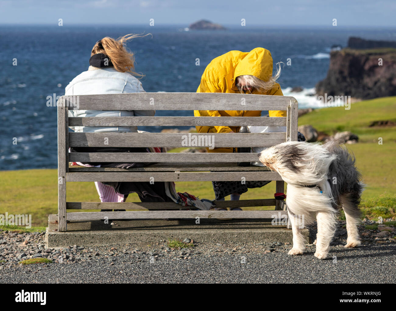 Donne soffiando i suoi capelli e Old English Sheepdog con il suo sentire soffiando a causa del forte vento, Northmavine penisola, Continentale, Shetland, Scotland, Regno Unito Foto Stock