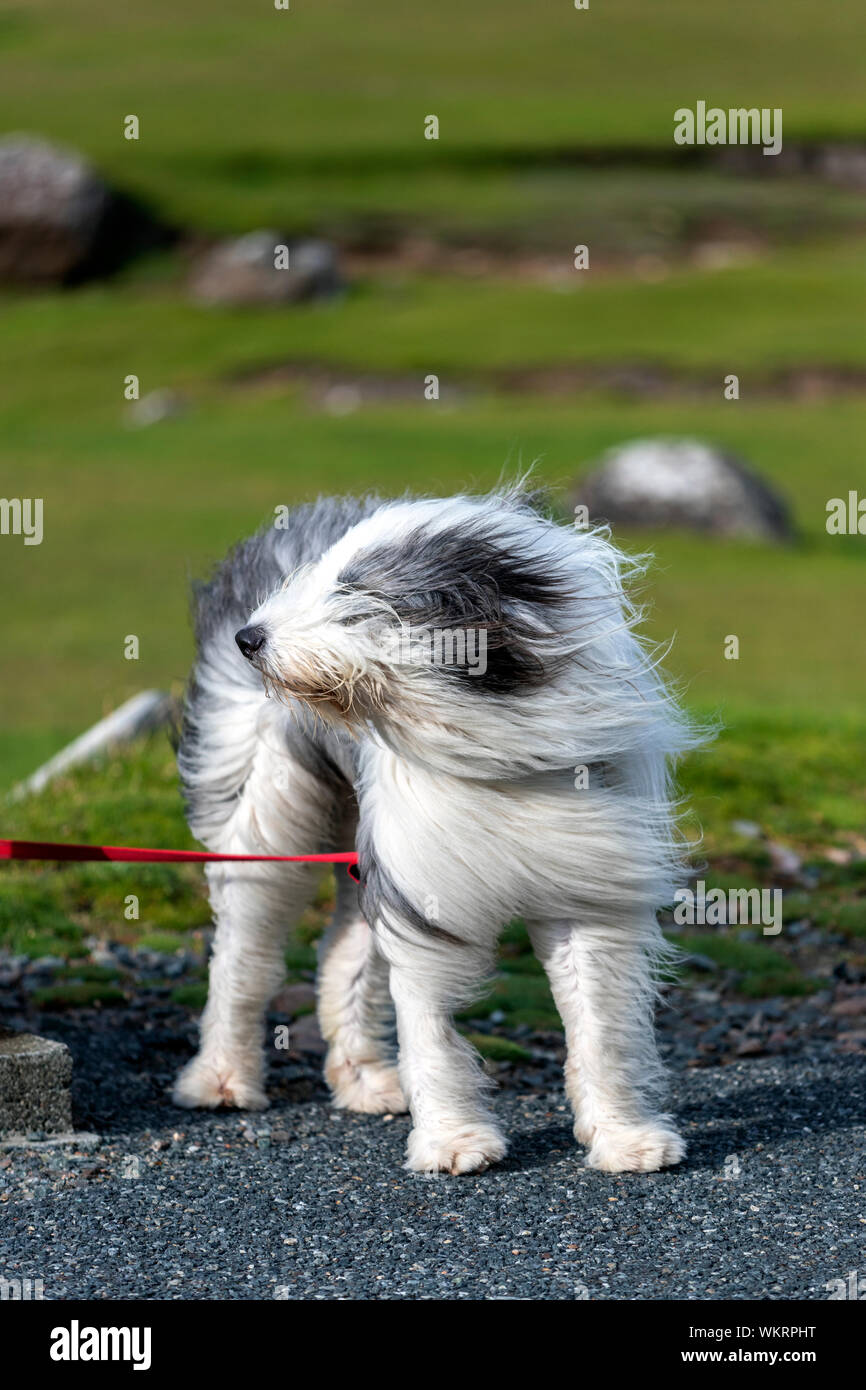 Old English Sheepdog con il suo sentire soffiando a causa del forte vento, Northmavine penisola, Continentale, Shetland, Scotland, Regno Unito Foto Stock