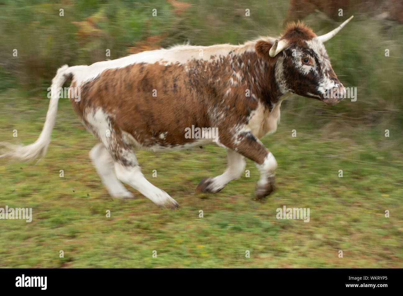 Inglese longhorn Cow Running (precedentemente chiamato Lancashire Cattle), una razza bruna e bianca, Regno Unito Foto Stock