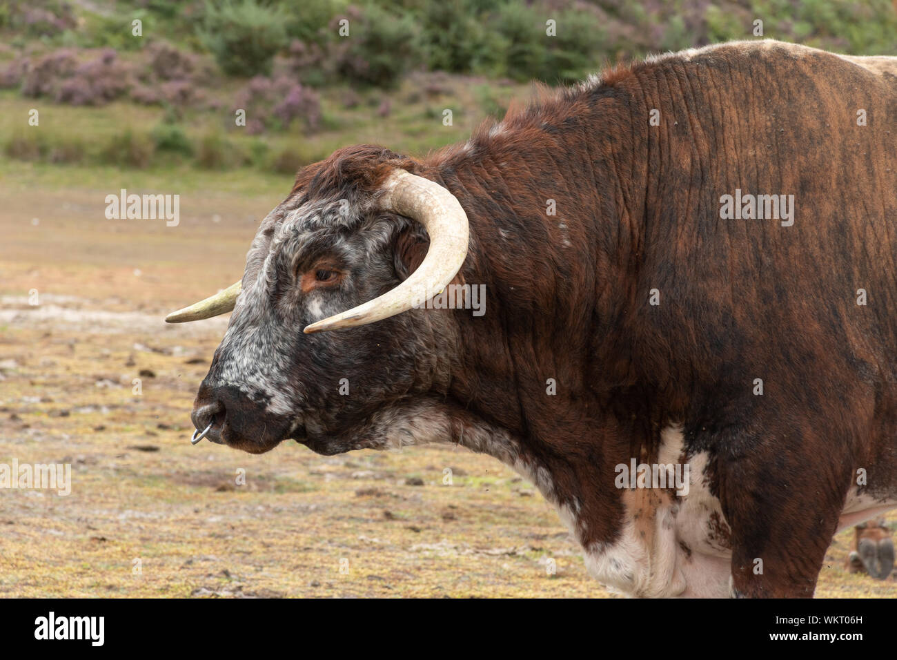 Inglese longhorn bull (precedentemente chiamato Lancashire Cattle), una razza bruna e bianca, Regno Unito Foto Stock