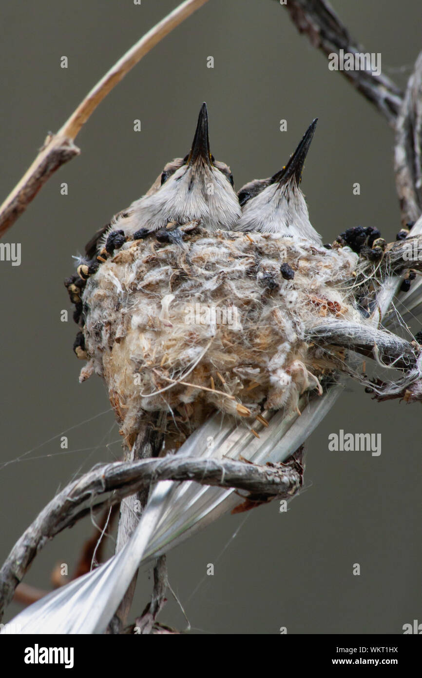 Baby colibrì in un nido in Utah Foto Stock