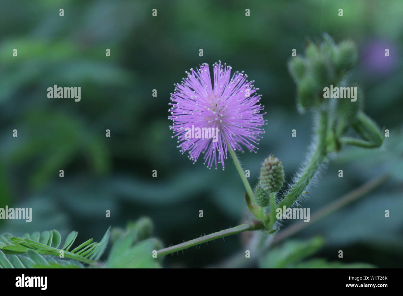 Giungla naturale fiore immagine di sfondo Foto Stock