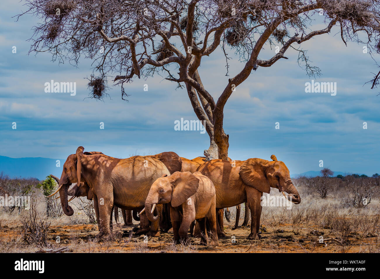 Gli elefanti di Tsavo Foto Stock