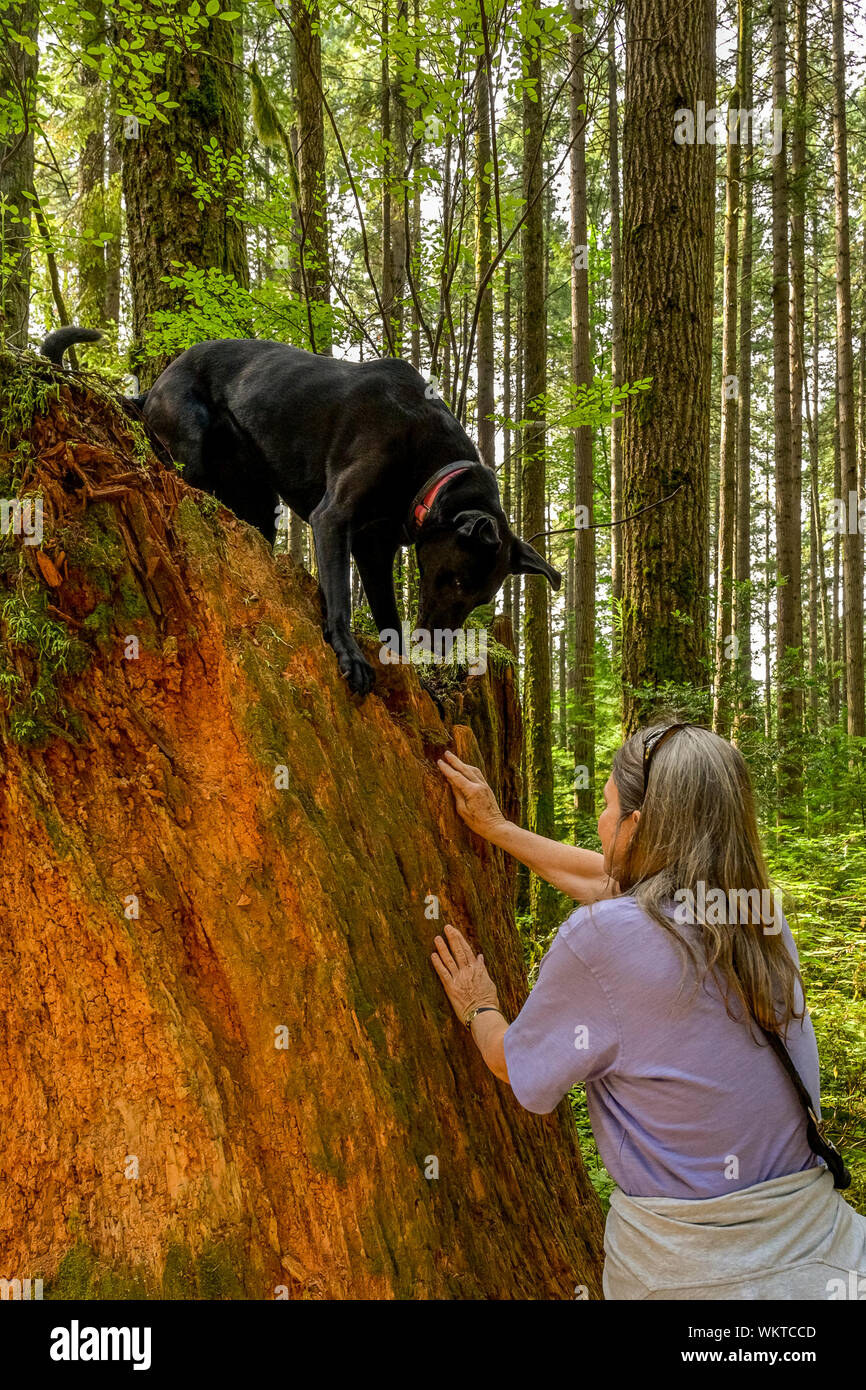 La donna nella foresta con black lab cane. Foto Stock