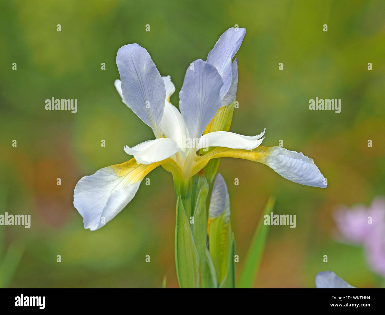 Delicato blu pallido e bianco fiore giallo di Iris ornamentali specie che crescono in un giardino Cumbria, England, Regno Unito Foto Stock