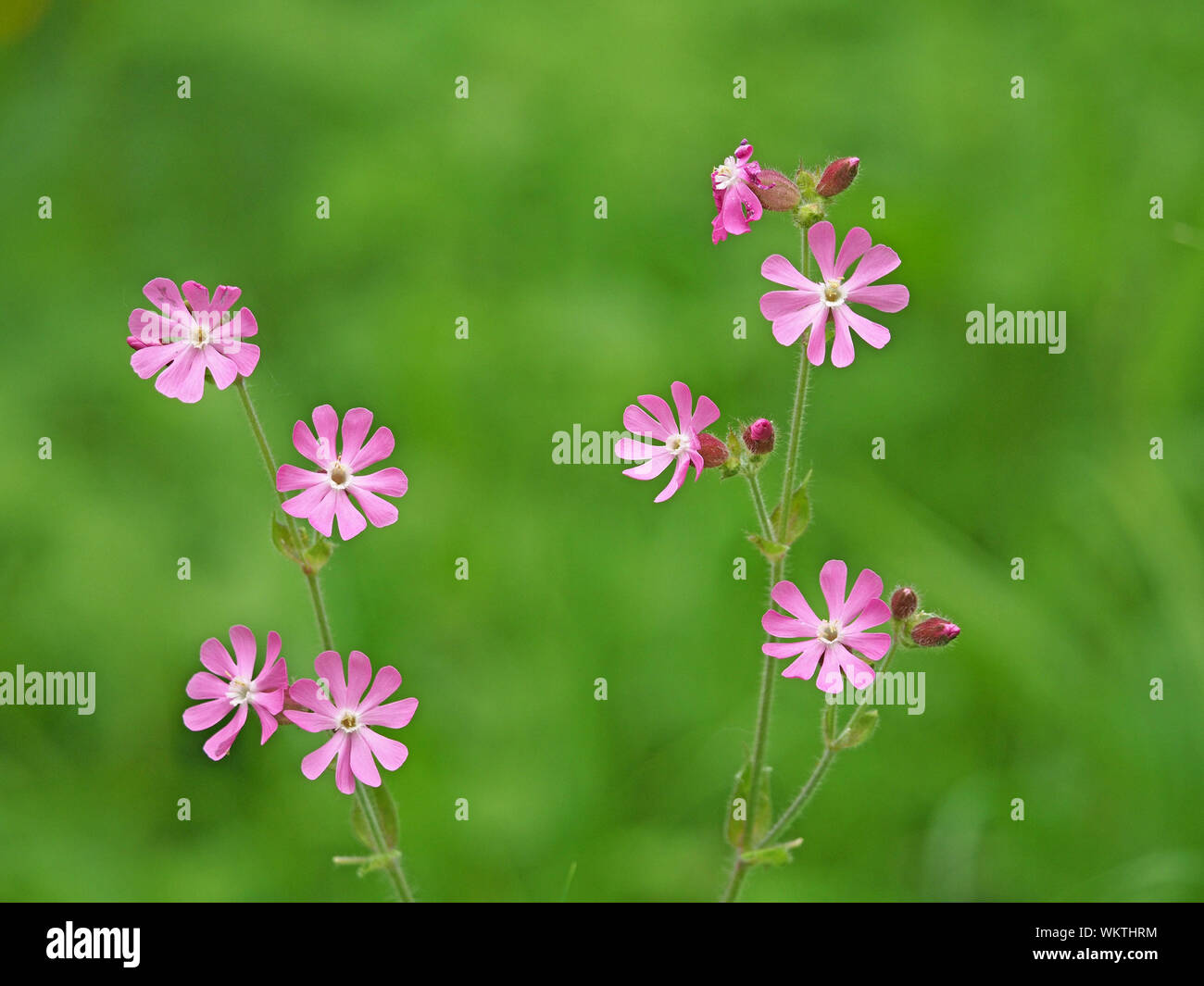 Fiori di colore rosso campion o rosso (catchfly Silene dioica) Cumbria, England, Regno Unito Foto Stock