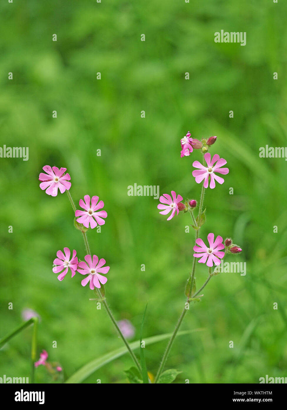 Fiori di colore rosso campion o rosso (catchfly Silene dioica) Cumbria, England, Regno Unito Foto Stock