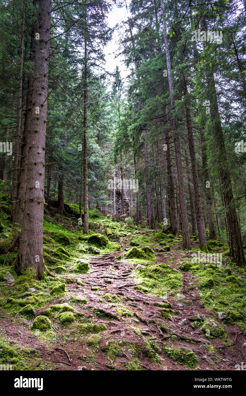 Questo è un raggio di luce che scende in una foresta di pini Foto Stock