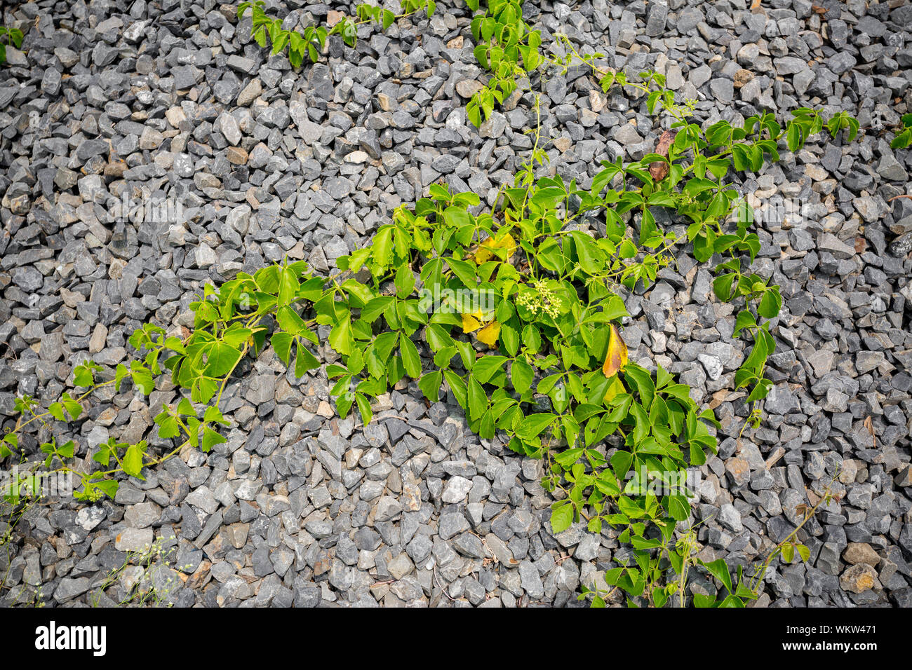 La vita nelle rocce. Wild piccole rocce e verde di piante di vite che vivono insieme. Foto Stock