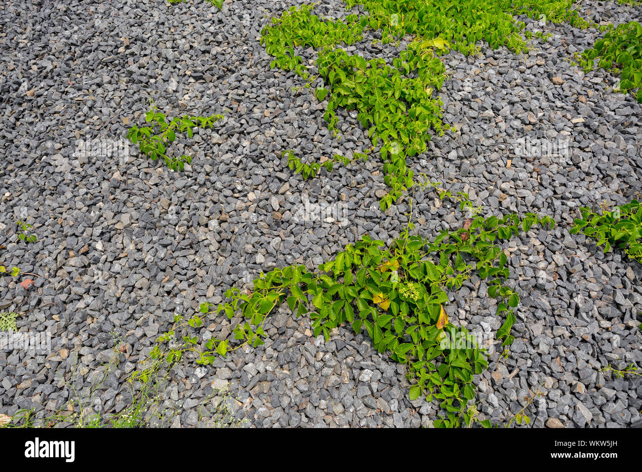 La vita nelle rocce. Wild piccole rocce e verde di piante di vite che vivono insieme. Foto Stock
