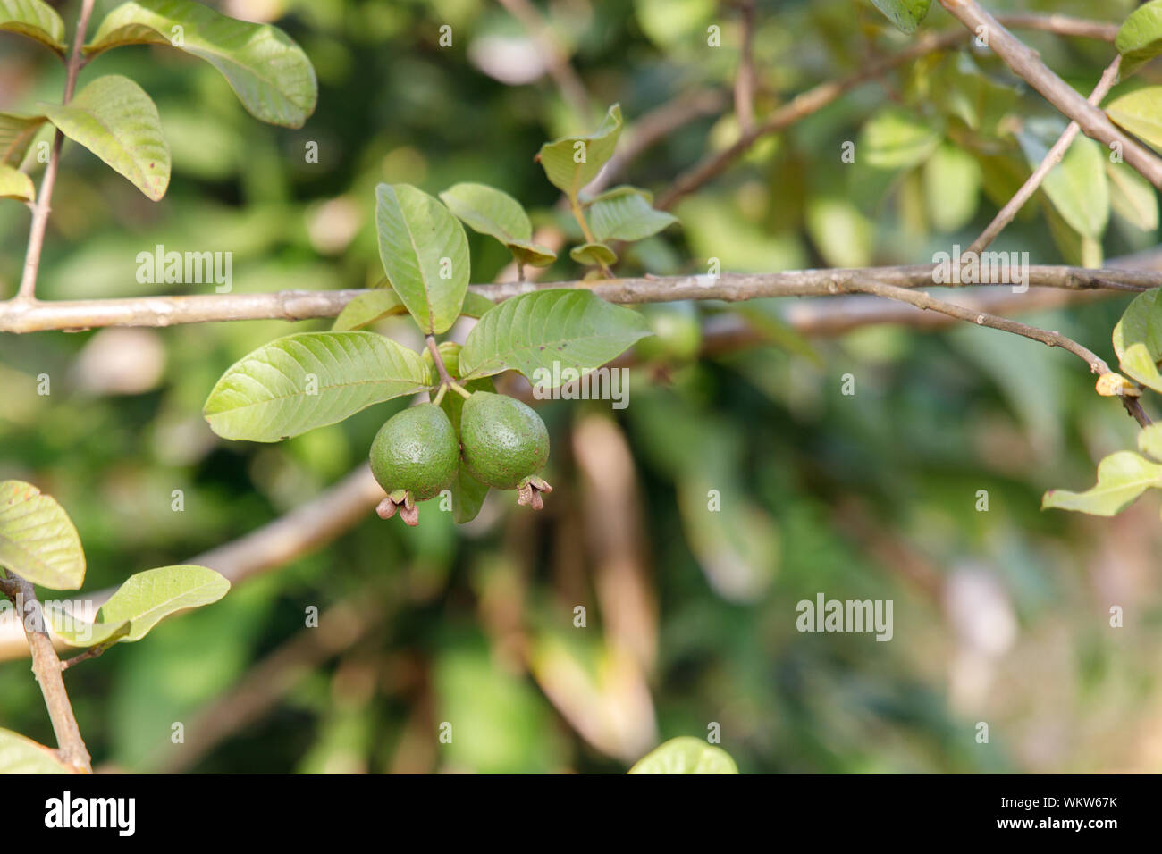Guaiava comune frutti pendenti da un albero Foto Stock
