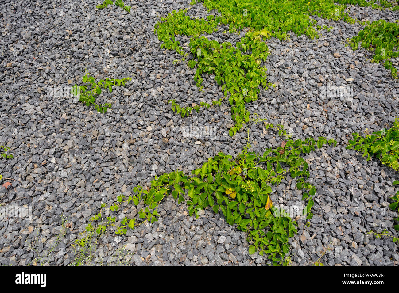 La vita nelle rocce. Wild piccole rocce e verde di piante di vite che vivono insieme. Foto Stock