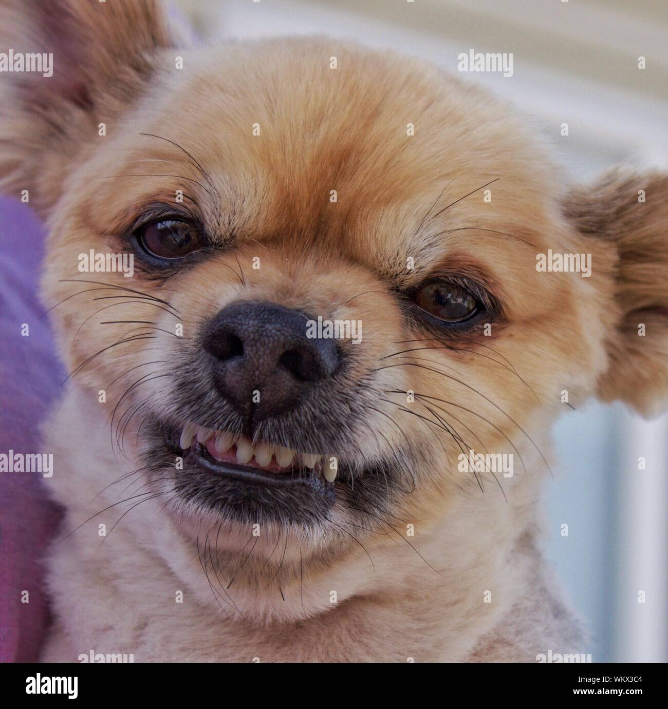 Close-up ritratto di arrabbiato cane Foto Stock