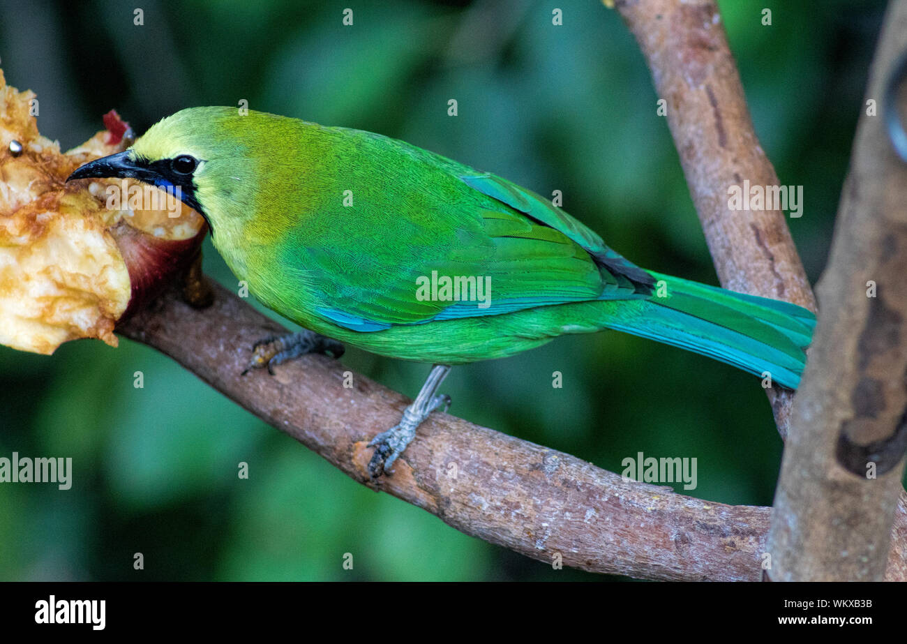 Un maschio blu-foglia alato uccello appollaiato su un ramo Foto Stock