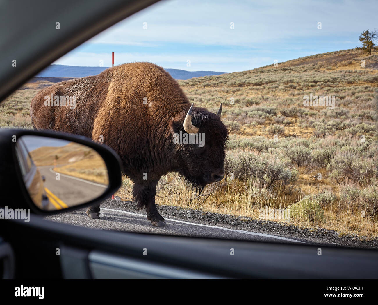 Incontro con un i bisonti americani (Bison bison) su una strada visto da dentro un auto, il Parco Nazionale di Yellowstone, Wyoming negli Stati Uniti. Foto Stock
