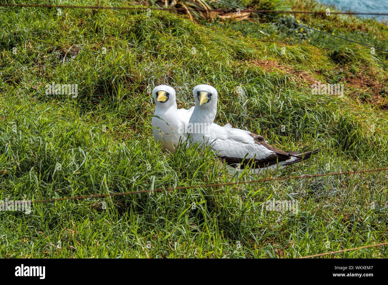 Una coppia mascherata di sule appena arrivati al loro sito di nidificazione sull isola di Norfolk nel Pacifico del Sud Foto Stock