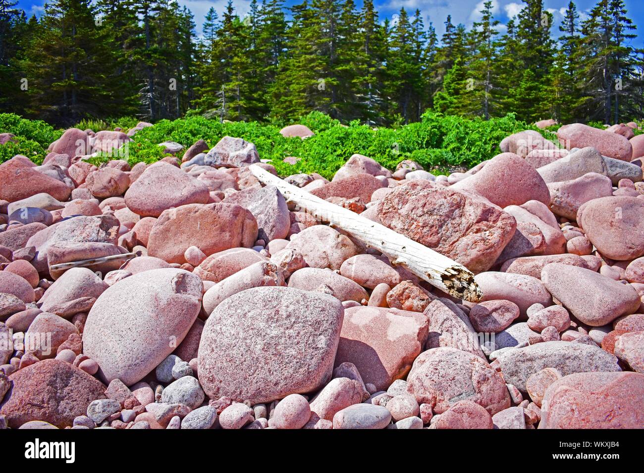 Legno di deriva su un canadese spiaggia di ciottoli. Foto Stock
