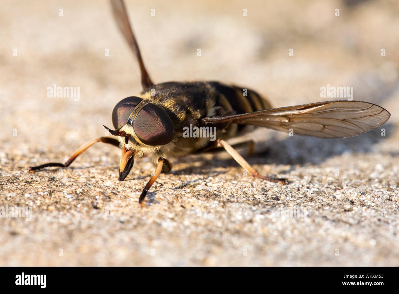 Un grande volare con occhi composti. Foto Stock