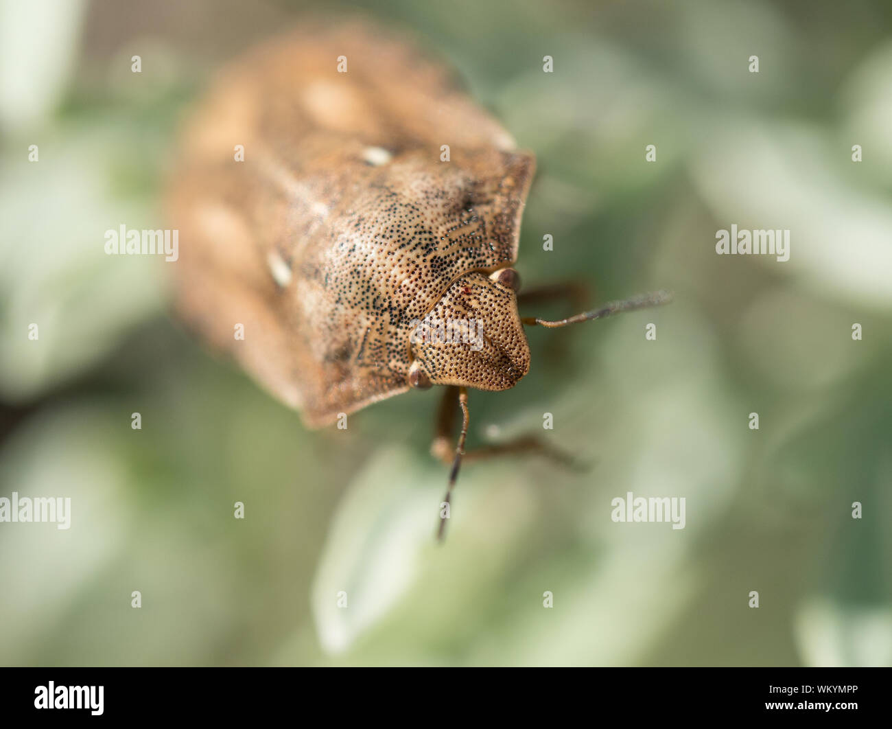 Macro shot di tartaruga bug di protezione. Foto Stock