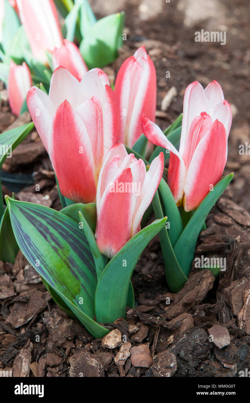 Gruppo di tulipani Pinocchio red tulip con una cremosa bordo bianco. A forma di ciotola tulip appartenenti al gruppo Greigii di tulipani divisione 14 Foto Stock