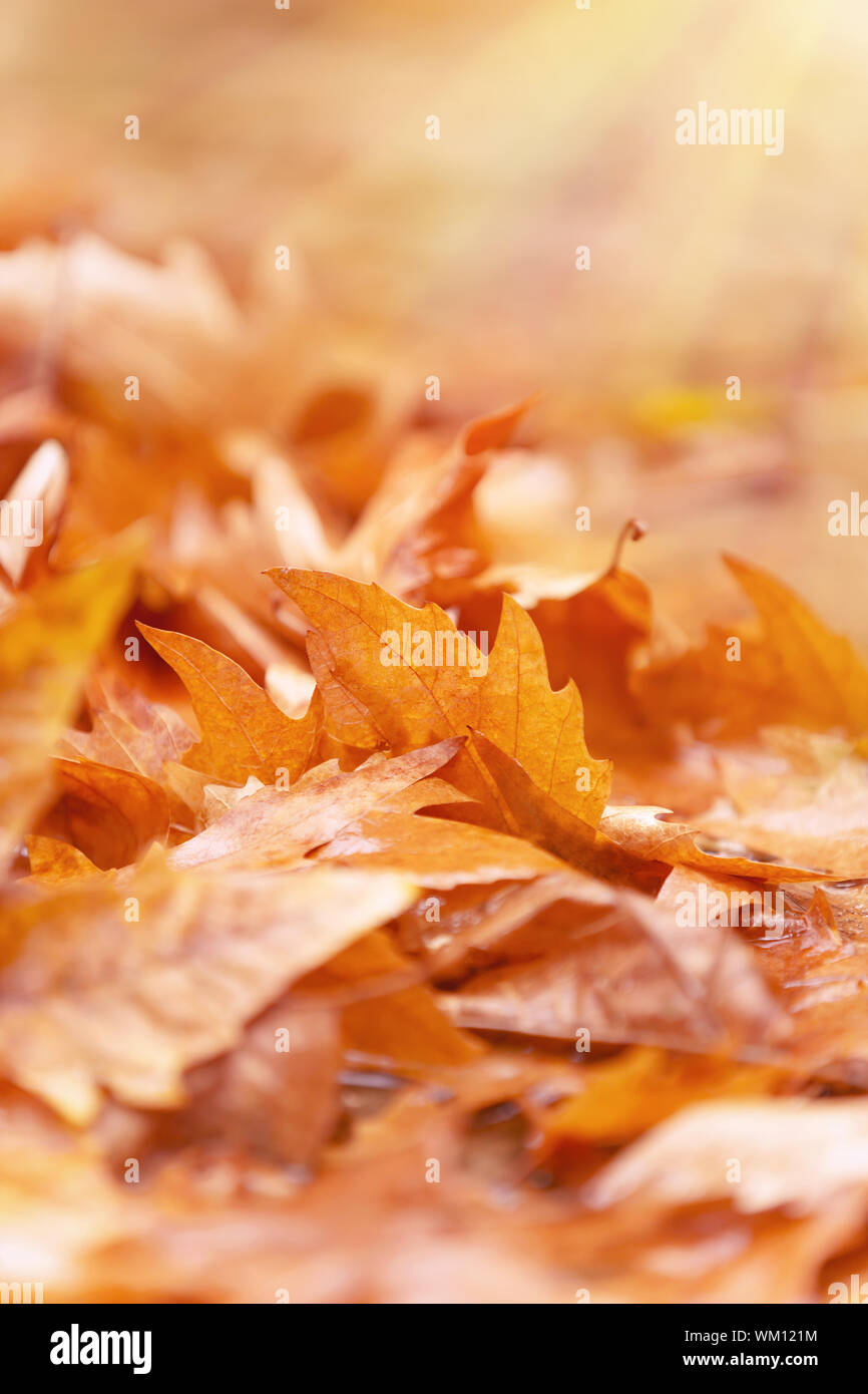 Bellissimo sfondo di autunno Foto Stock