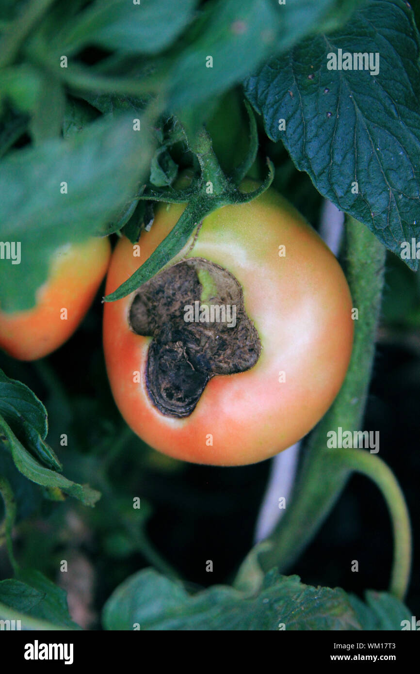 Semi-pomodori rossi rot sulla boccola. Danneggiato il raccolto. Agricoltura problema Foto Stock