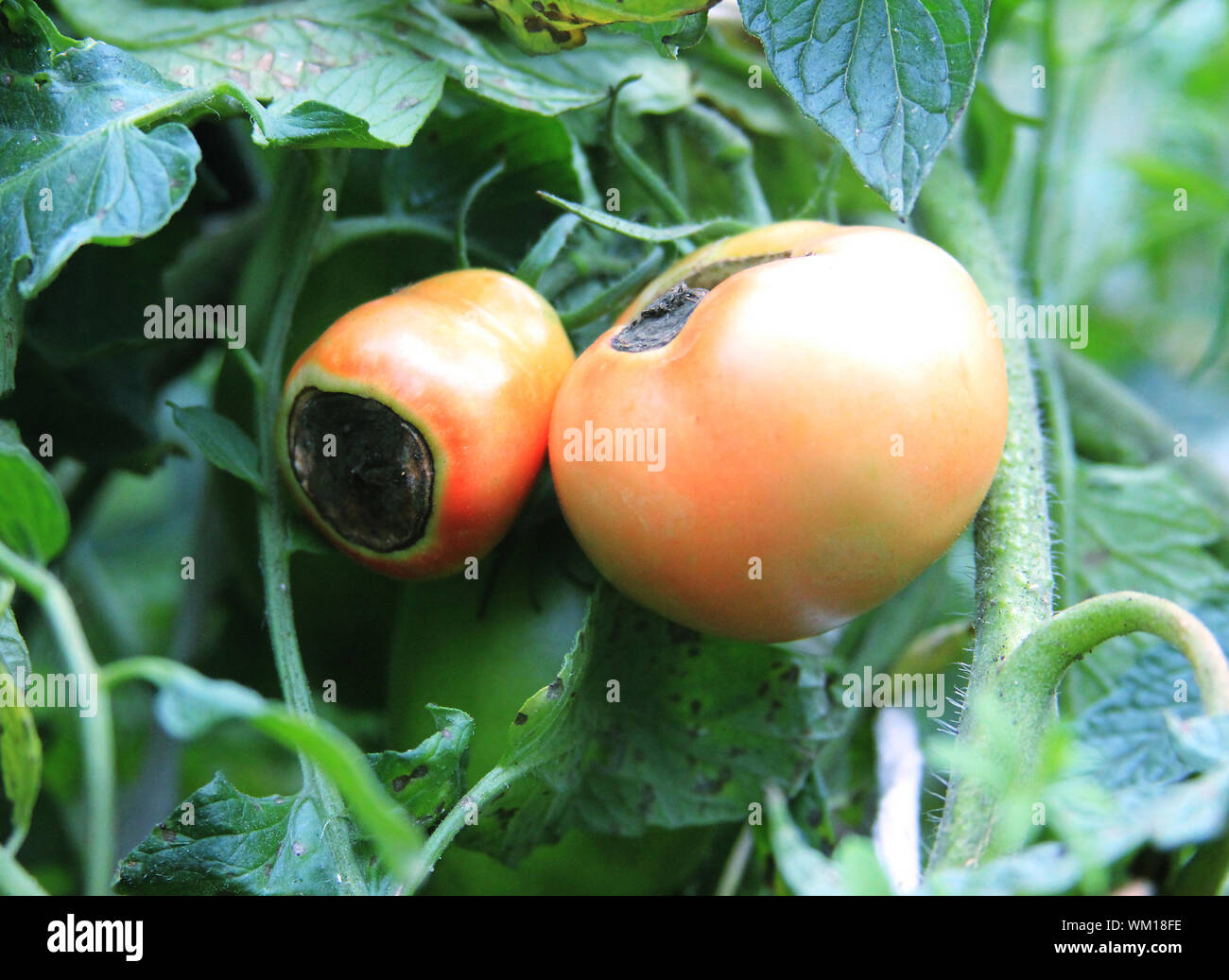Semi-pomodori rossi rot in giardino. Danneggiato il raccolto. Agricoltura problema Foto Stock