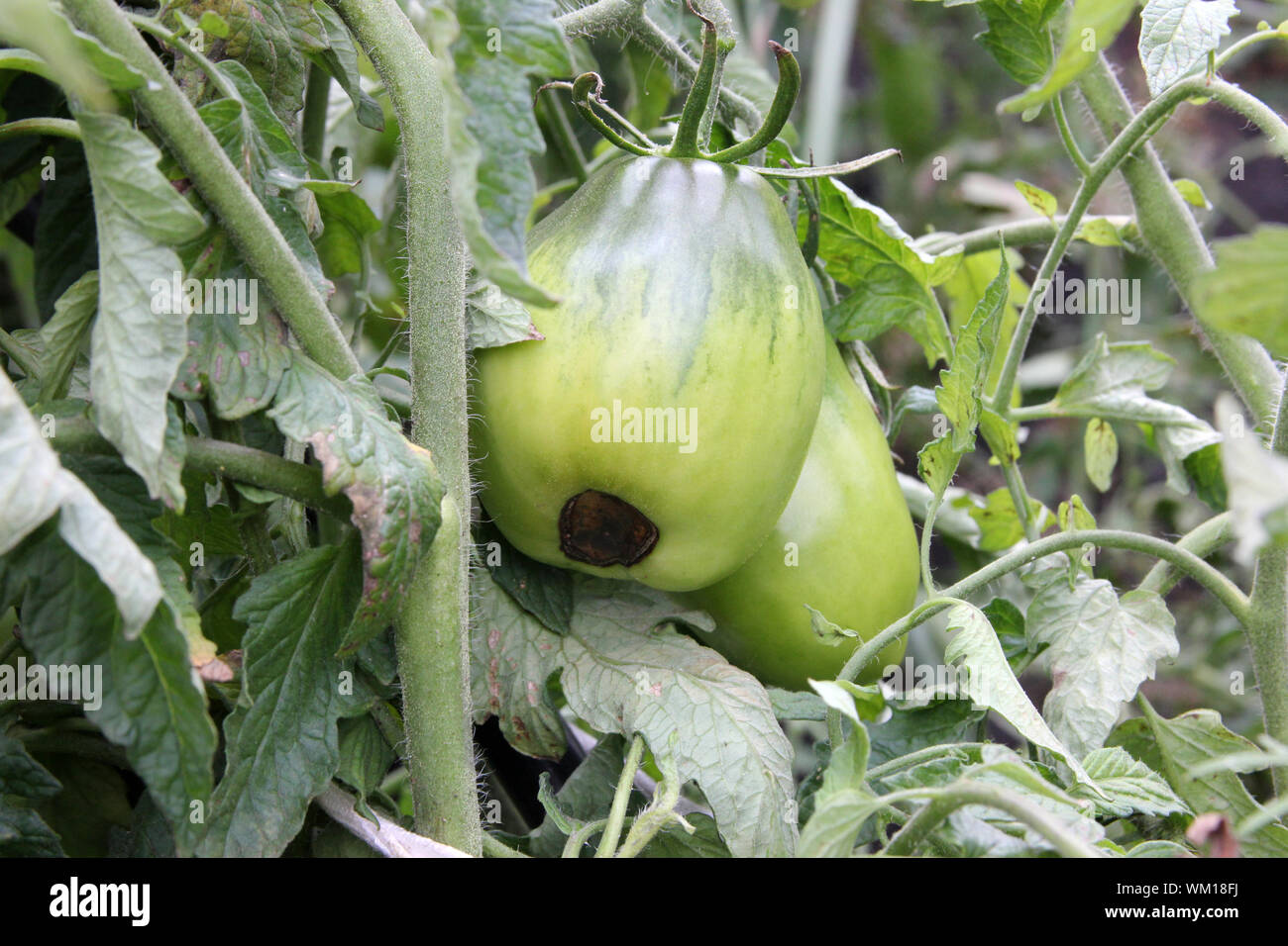 Pomodori verdi rot sulla boccola. Danneggiato il raccolto. Agricoltura problema Foto Stock