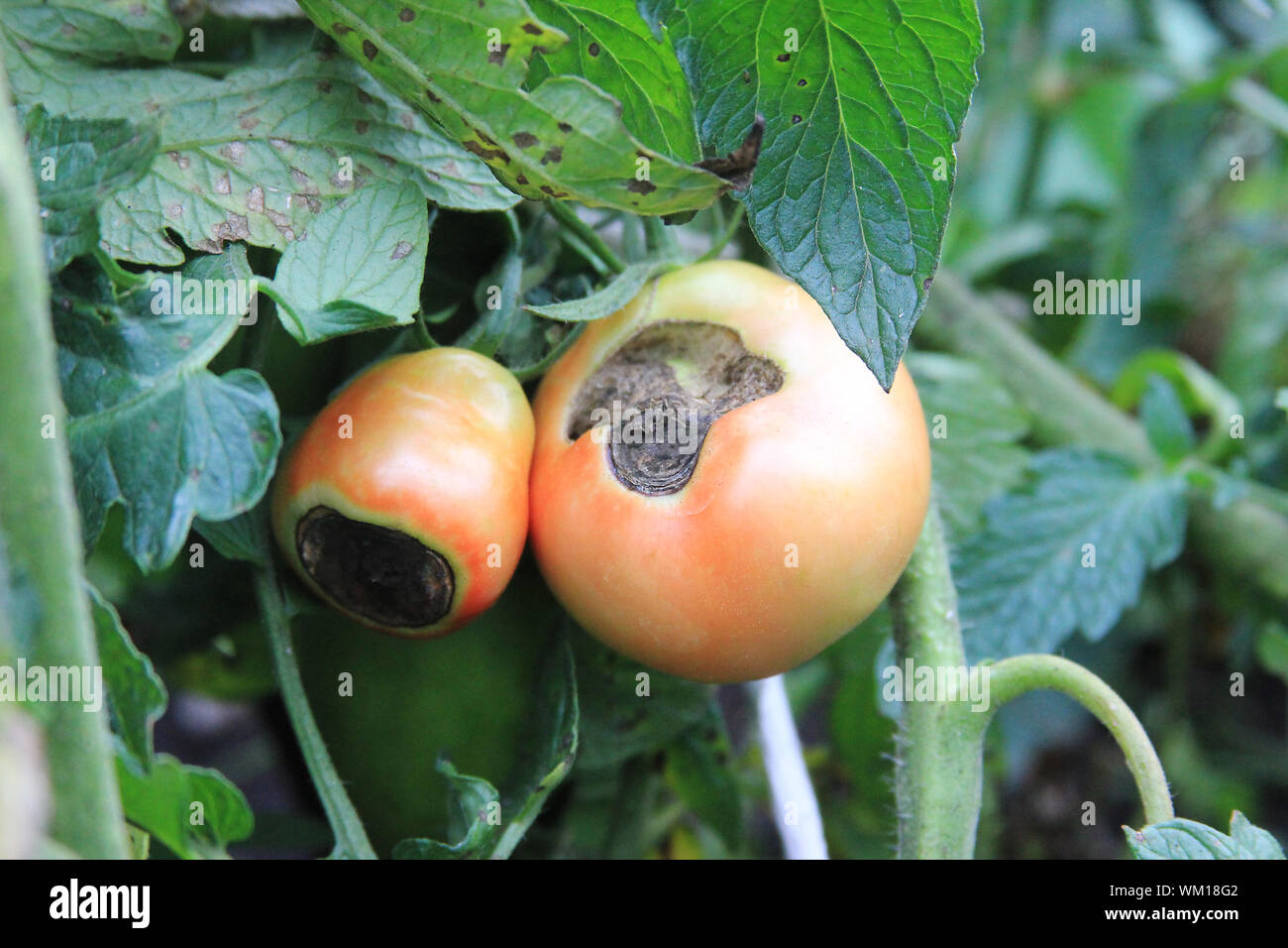 Semi-pomodori rossi rot sul ramo. Danneggiato il raccolto. Agricoltura problema Foto Stock