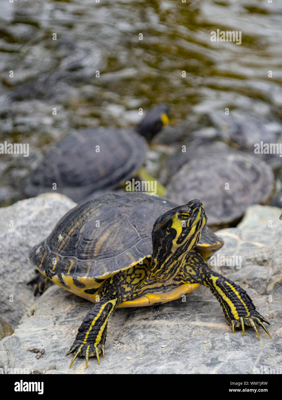 Turtle posa su una roccia di fiume Foto Stock