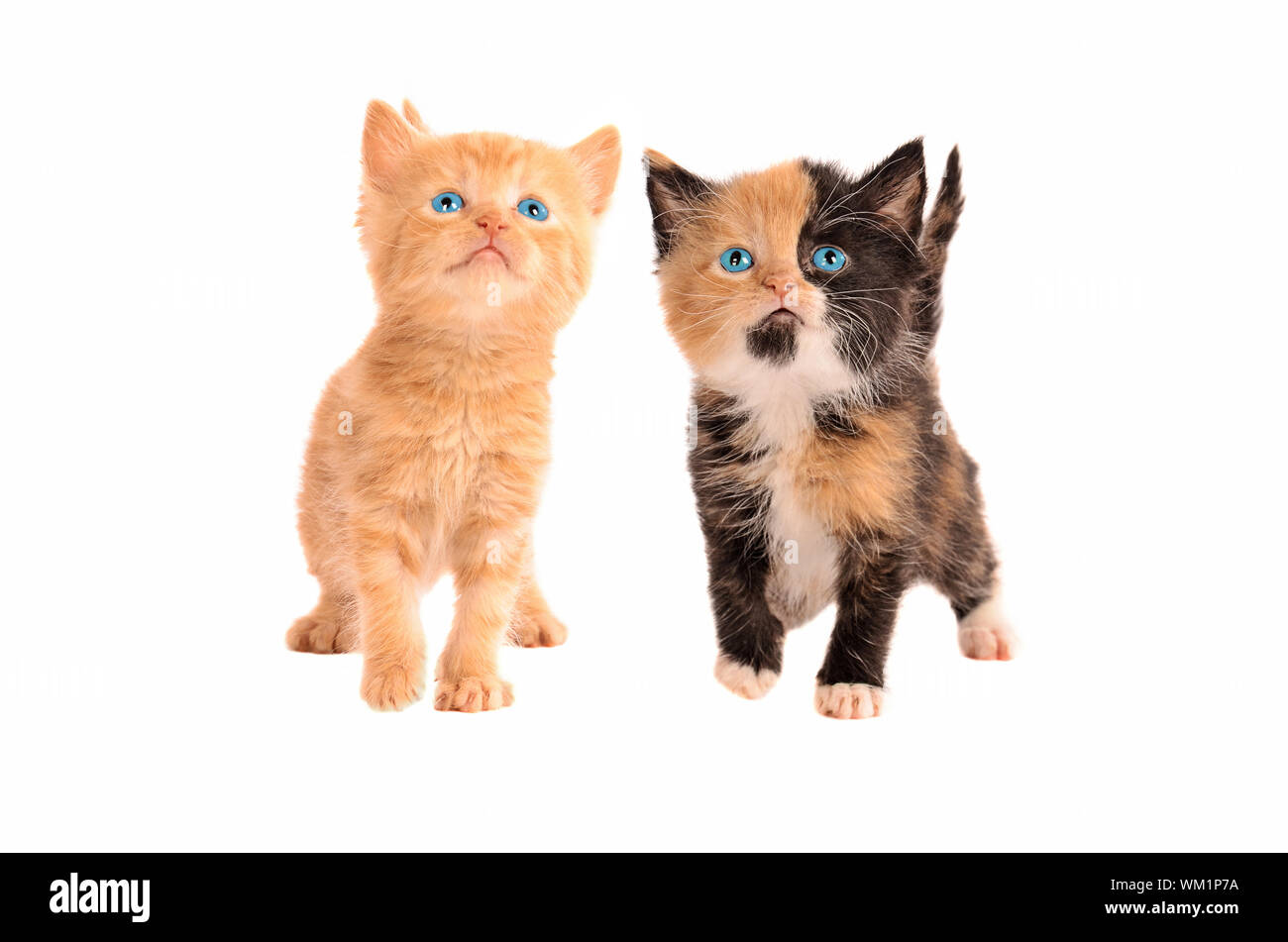 Due gattini, un calico e un'arancia tabby kitten, insieme su uno sfondo bianco Foto Stock