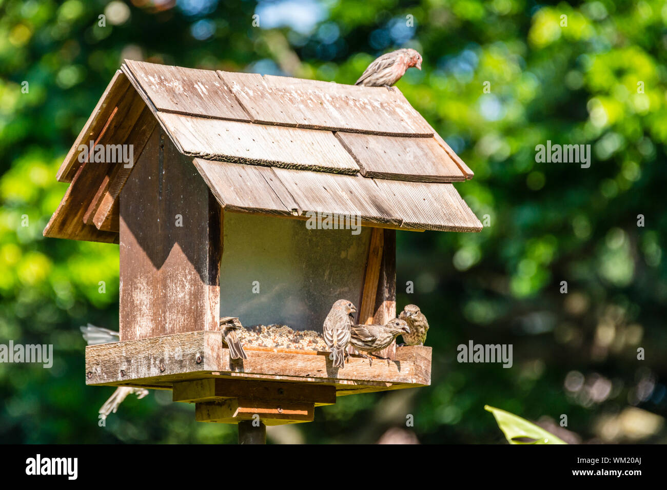 Hawai'i, la grande isola, Hale Maluhia Bird Feeder Foto Stock