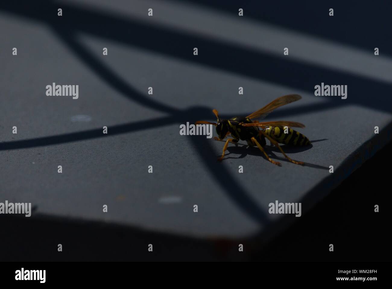 Notte WASP Foto Stock