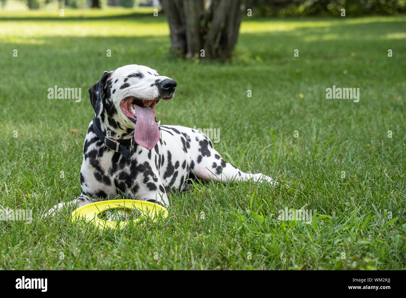 Simpatico cane dalmata si prende una pausa dopo la riproduzione nei caldi pomeriggi d'estate. Foto Stock