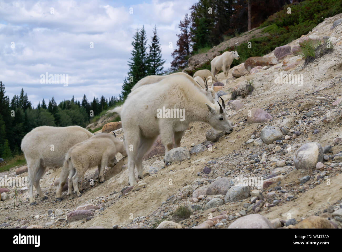 Madre capre di montagna e il suo bambino nel Parco Nazionale di Jasper, Alberta, Canada. Foto Stock