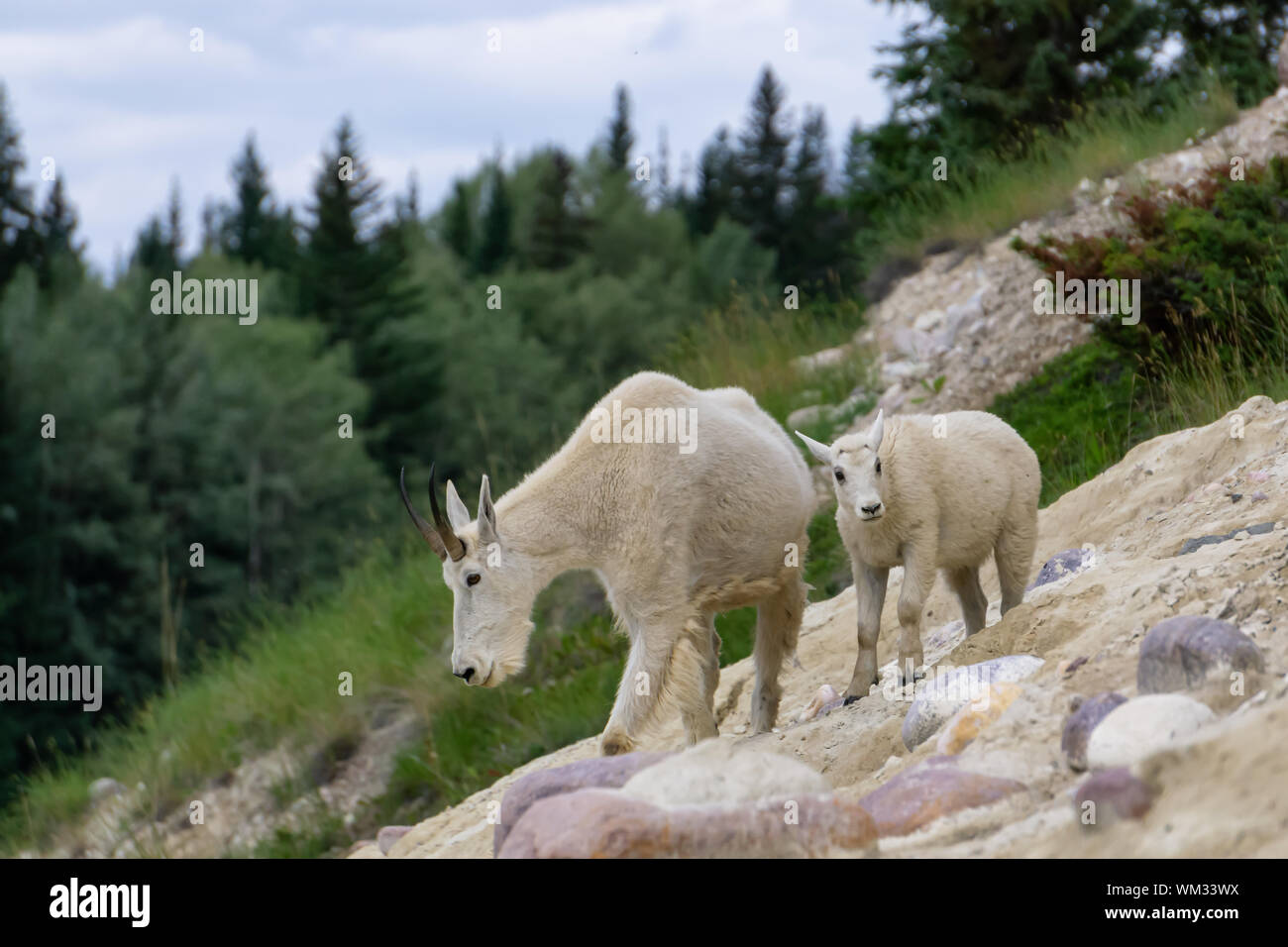 Madre capre di montagna e il suo bambino nel Parco Nazionale di Jasper, Alberta, Canada. Foto Stock