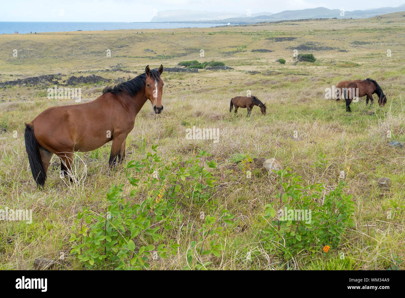 Cavalli selvaggi sull'Isola di Pasqua Foto Stock