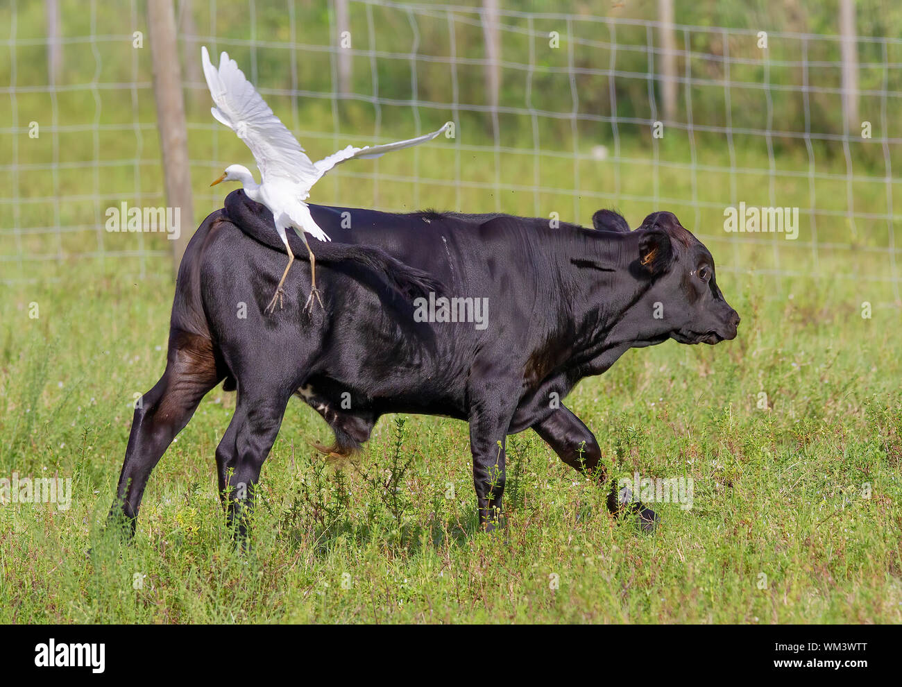 Un vitello corre eccitato per la madre in un pascolo nella Florida del Sud. Foto Stock