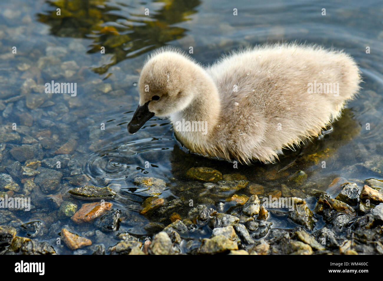 Black Swan cygnets nuoto entro lo stagno in cerca di cibo Foto Stock