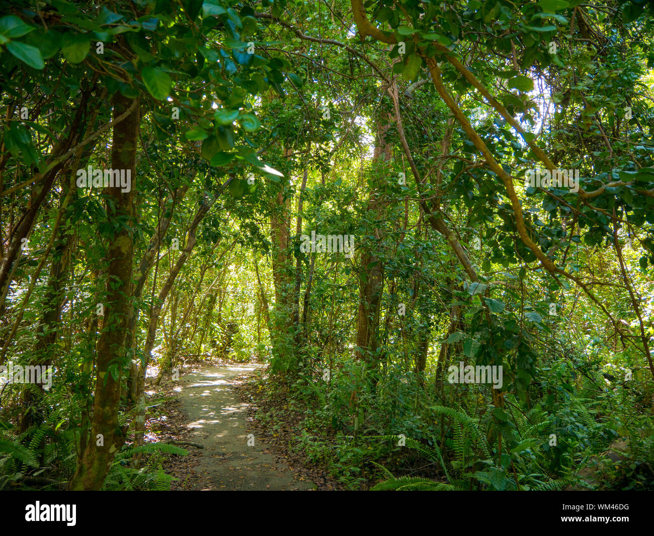 Gumbo Limbo Trail del parco nazionale delle Everglades. Camminatoi nella palude. Florida, Stati Uniti d'America. Foto Stock