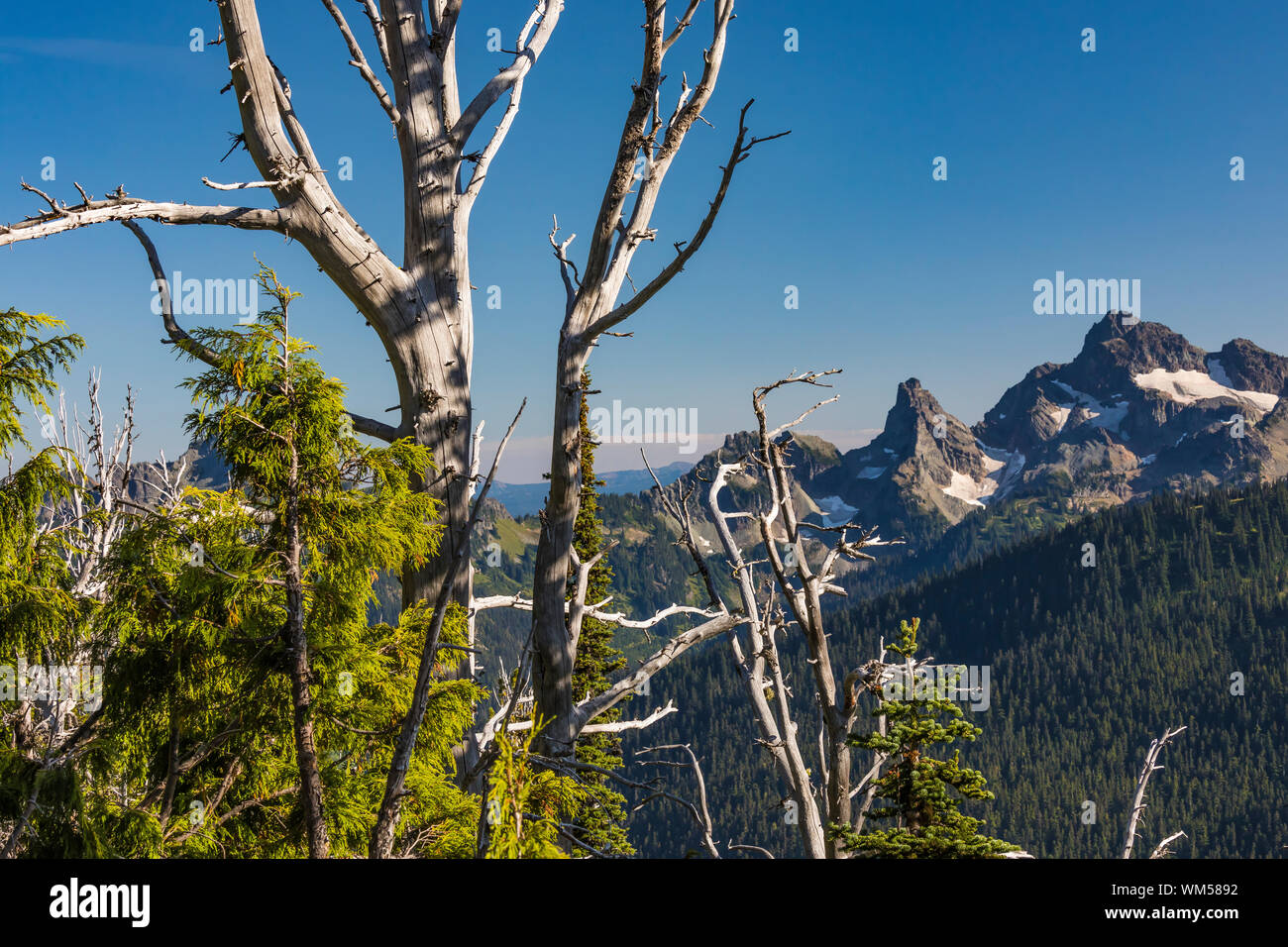 Dead Whitebark Pine, Pinus albicaulis, con living Nootka cipresso, al sorgere del sole in Mount Rainier National Park, nello Stato di Washington, USA Foto Stock