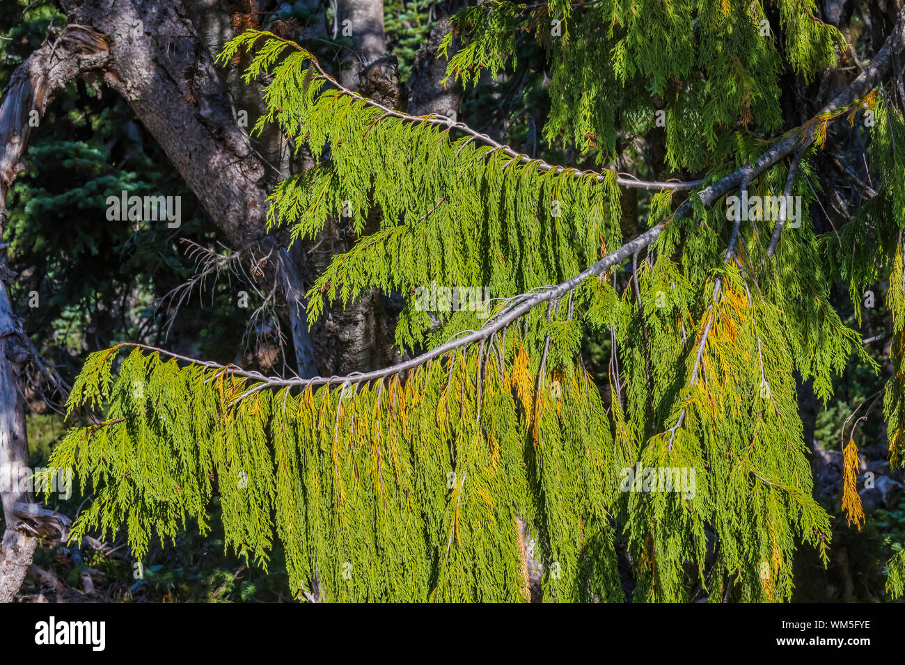 Nootka cipresso, Chamaecyparis nootkatensis, aka Alaska cedro giallo, a sunrise area in Mount Rainier National Park, nello Stato di Washington, USA Foto Stock