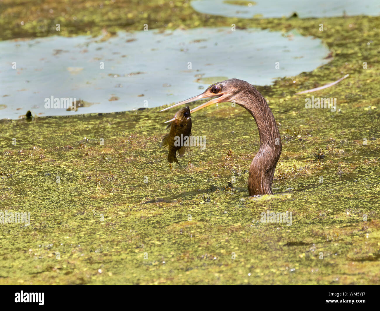 Anhinga (Anhinga anhinga) pesca in Brazos Bend State Park Foto Stock