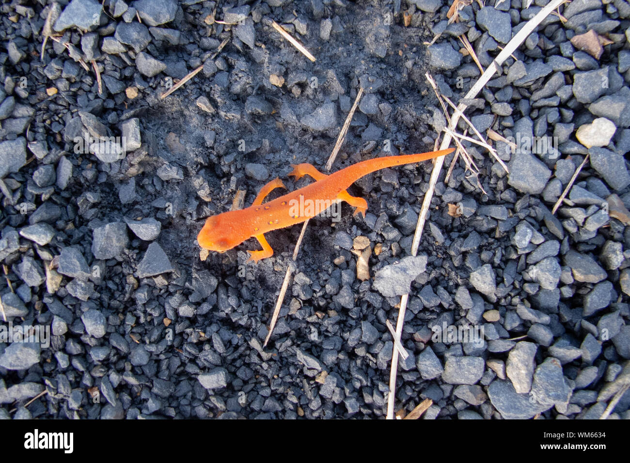 Una salamandra arancione / Newt sul terreno Foto Stock